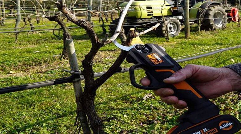 ¿Cuál es la mejor época para podar árboles frutales y cómo hacerlo correctamente? – Guía completa