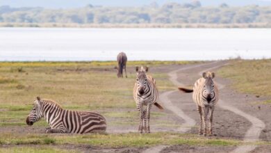 Photo of Descubre la mejor época para hacer un safari en Kenia: Guía completa